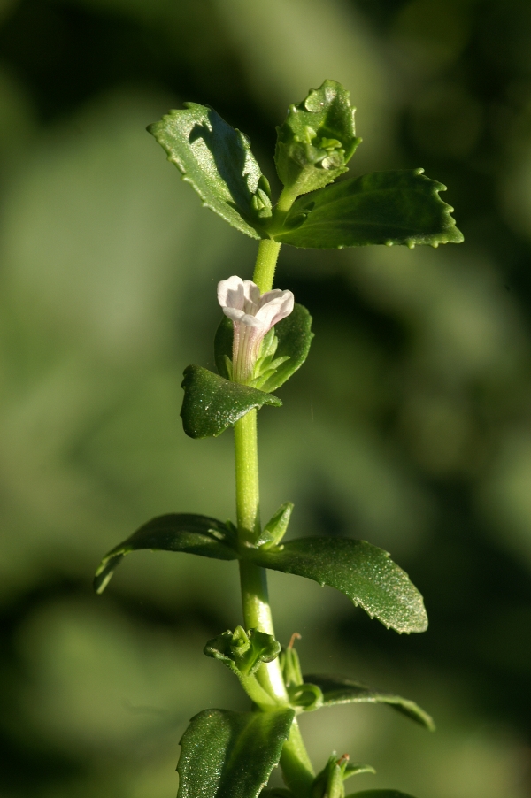 Gratiola peruviana